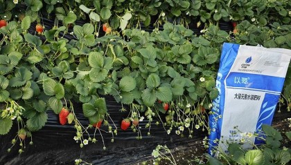 颗粒水溶肥如何选？