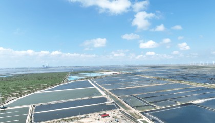 山东滨州：盐碱滩涂变“黄金牧场”