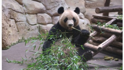 旅法大熊猫“欢欢”被诊断出肾功能不全，将于11月底提前回国