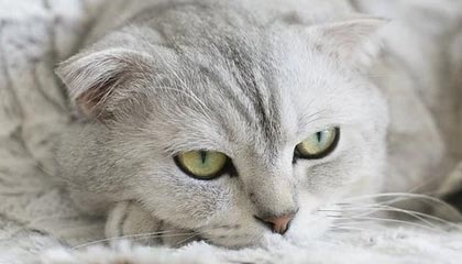 上交所:锦州港股份有限公司股票摘牌