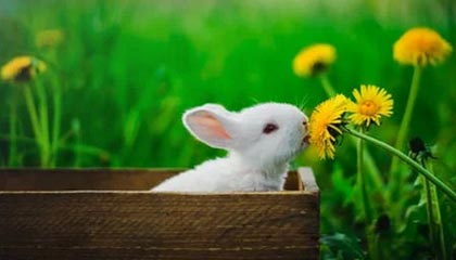 每周股票复盘:兴业银行(601166)9月17日股东会通过不再设置监事会议案