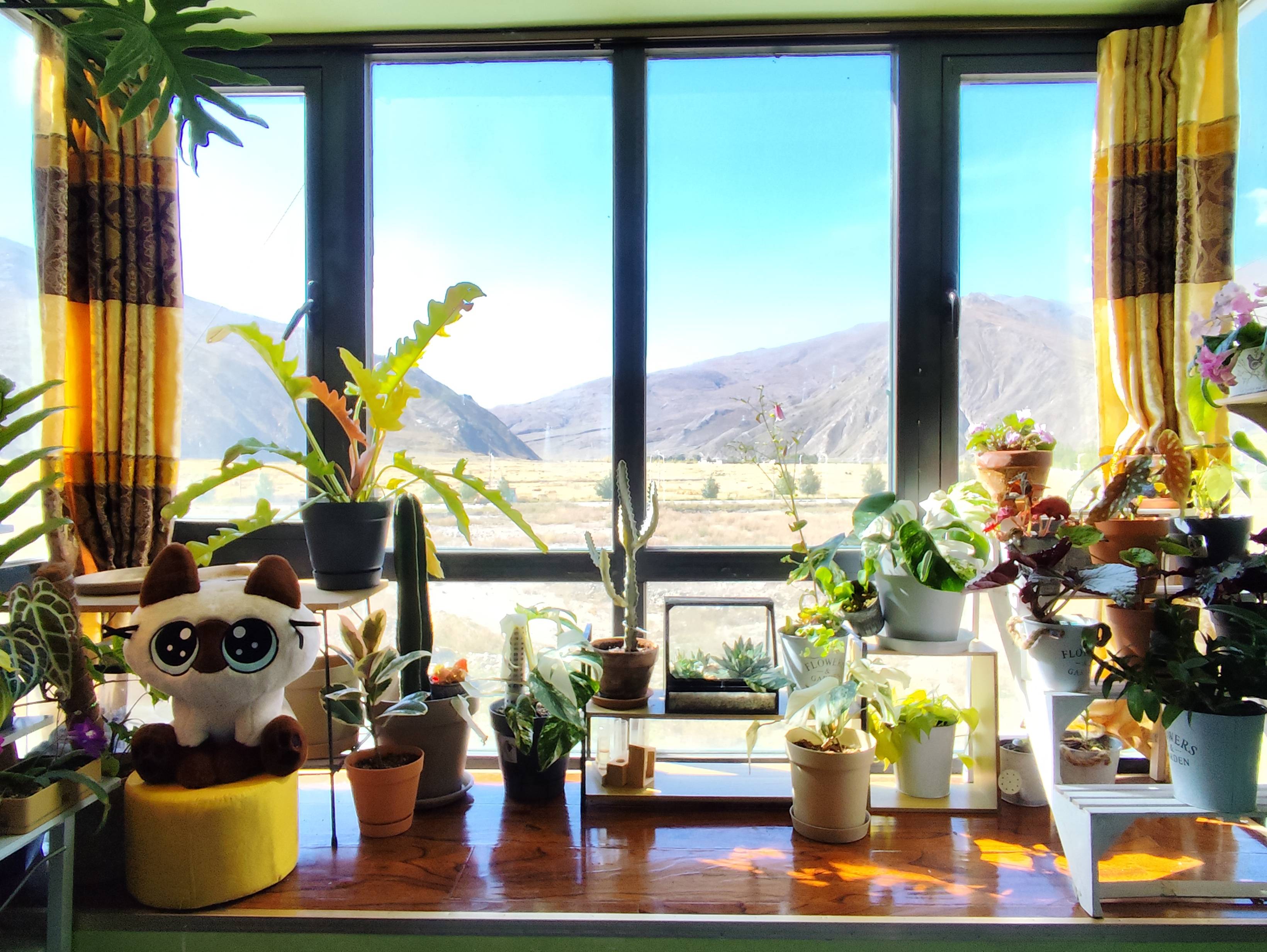 远方不远：拼多多上的“桃花源”