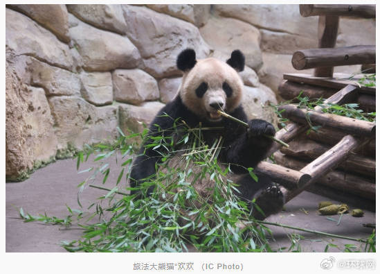 旅法大熊猫“欢欢”被诊断出肾功能不全,将于11月底提前回国