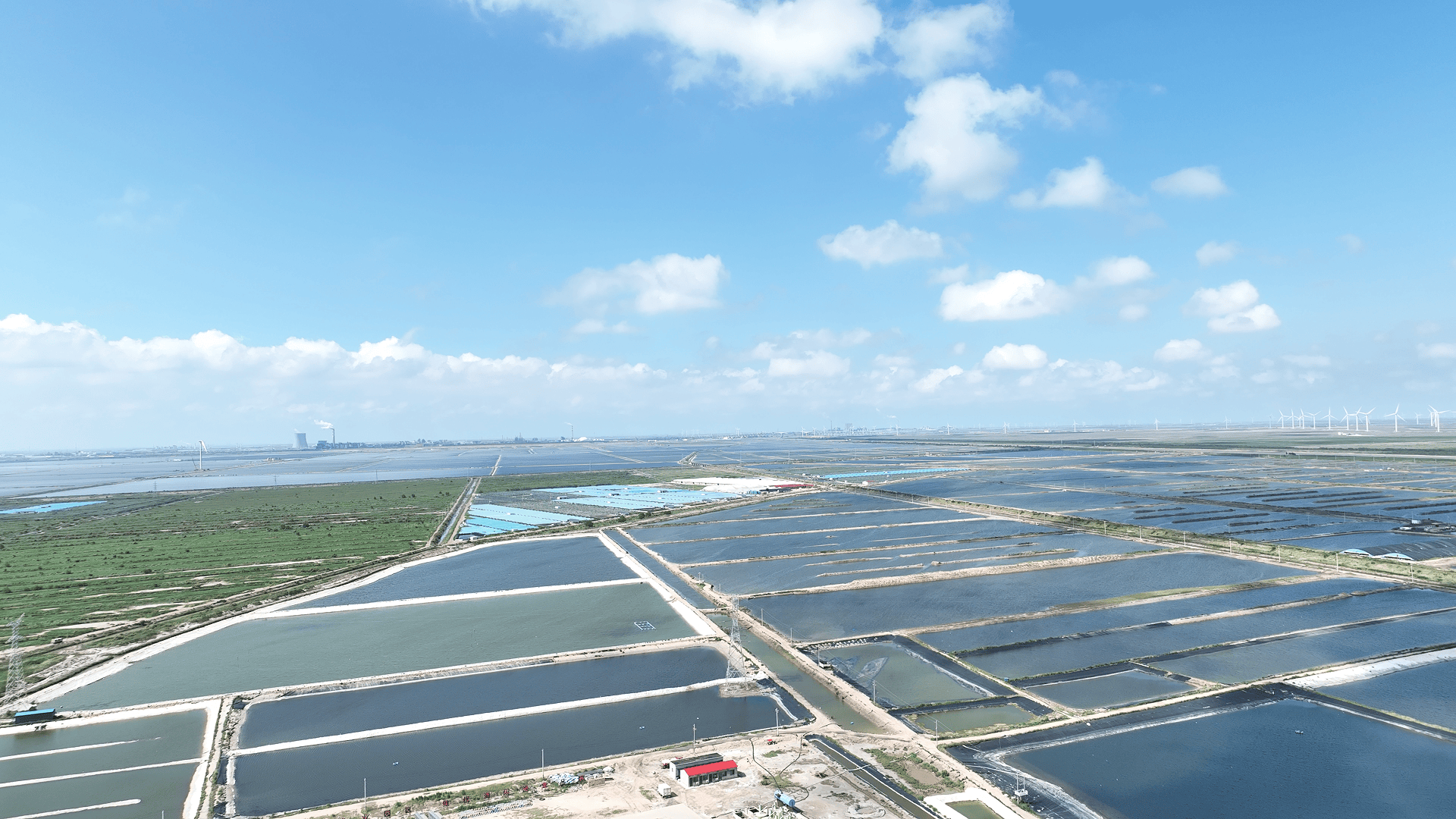 山东滨州:盐碱滩涂变“黄金牧场”