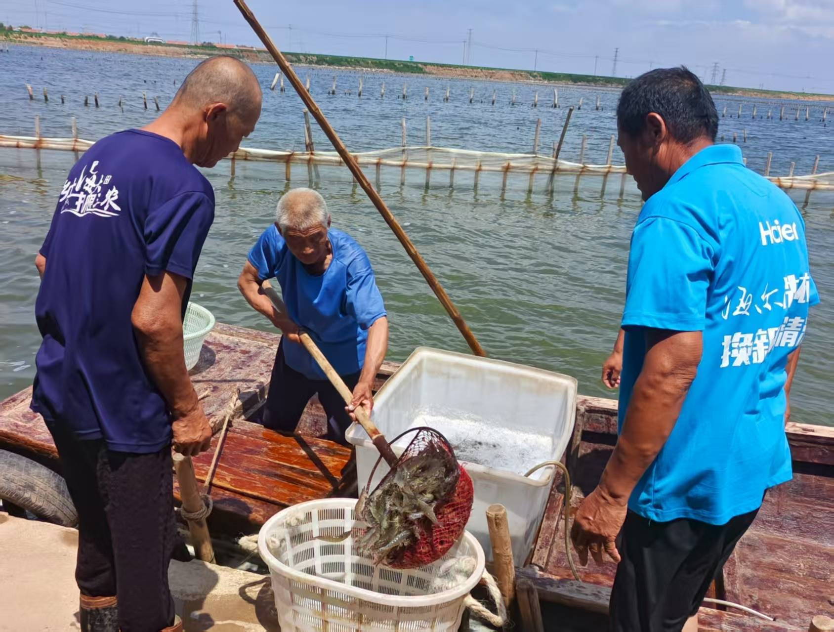 山东滨州:盐碱滩涂变“黄金牧场”