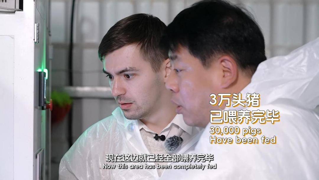 长沙辣椒炒肉的鲜香密码，藏在这群被“宠上天”的花猪身上