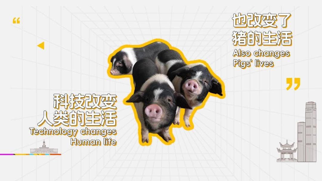 长沙辣椒炒肉的鲜香密码，藏在这群被“宠上天”的花猪身上
